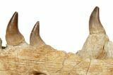 Mosasaur Jaw Section with Six Teeth - Morocco #195782-7